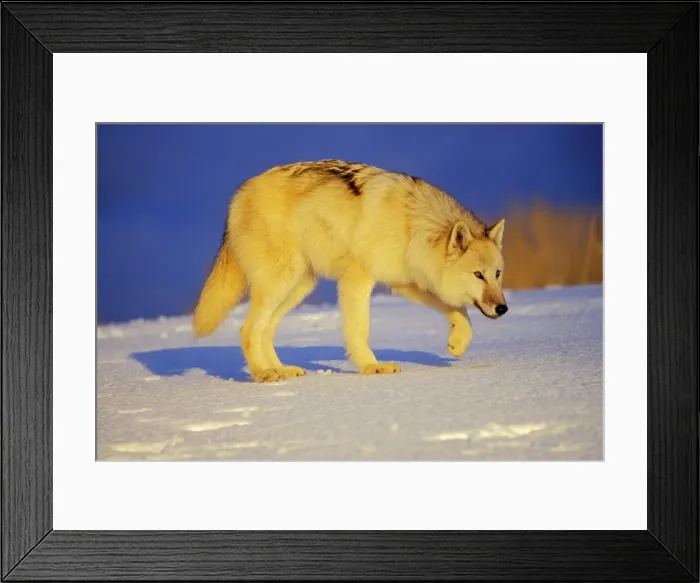 Framed Print : Arctic Wolf  /  Arctic Gray Wolf in snow. MW2350
