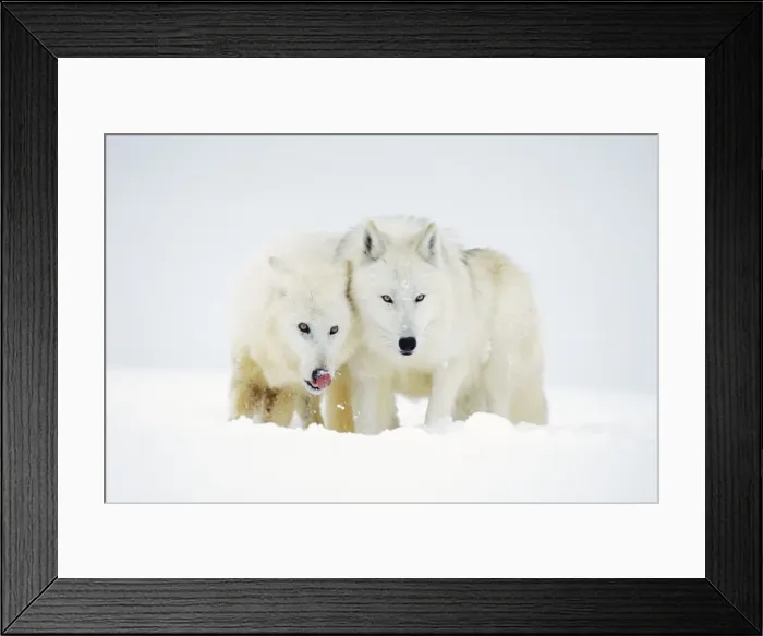 Framed Print : Two Arctic Wolves in winter snow. MW2599 Framed Print : Two Arctic Wolves in winter snow. MW2599