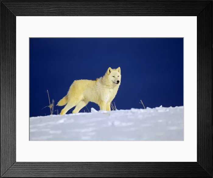 Framed Print : Arctic Wolf / Arctic Gray Wolf in snow. MW2415 Framed Print : Arctic Wolf / Arctic Gray Wolf in snow. MW2415