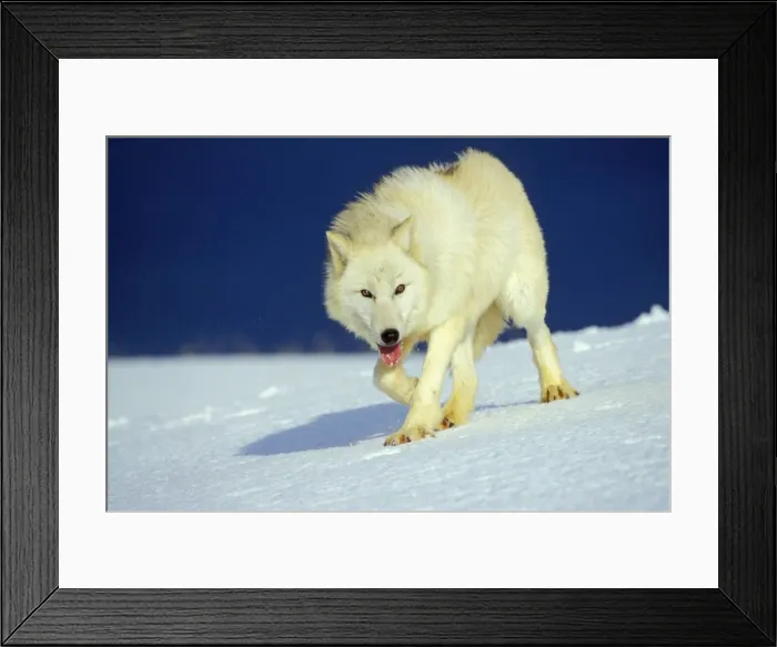 Framed Print : Arctic Wolf / Arctic Gray Wolf in snow. MW2423 Framed Print : Arctic Wolf / Arctic Gray Wolf in snow. MW2423