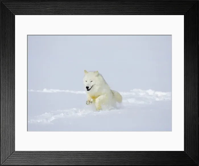 Framed Print : Arctic Wolf / Arctic Gray Wolf running in snow. MW2622 Framed Print : Arctic Wolf / Arctic Gray Wolf running in snow. MW2622