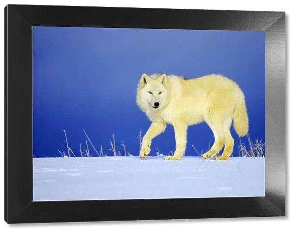 Arctic Wolf  /  Arctic Gray Wolf in snow. MW2400