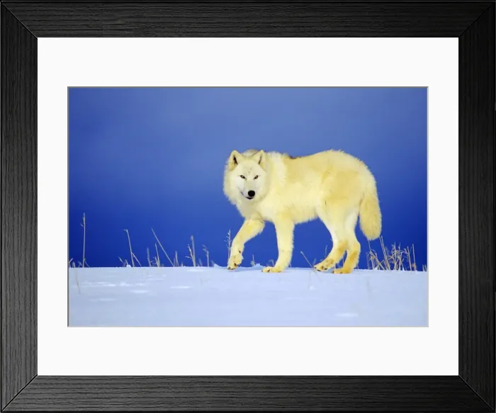 Framed Print : Arctic Wolf / Arctic Gray Wolf in snow. MW2400 Framed Print : Arctic Wolf / Arctic Gray Wolf in snow. MW2400