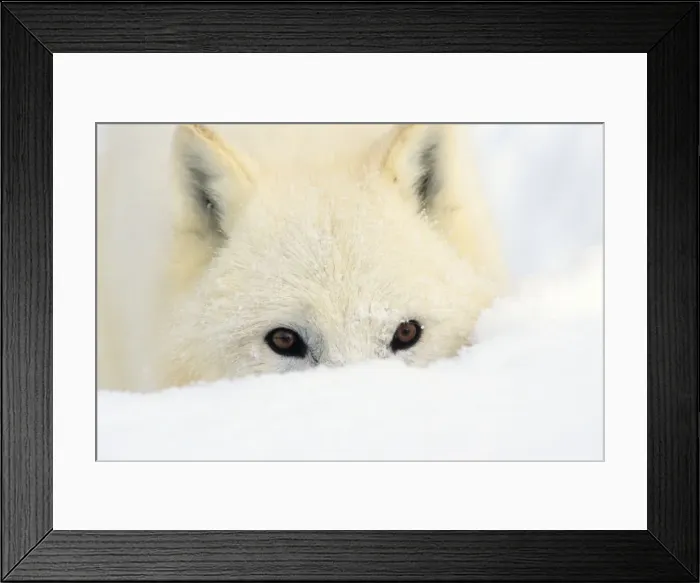 Framed Print : Arctic Wolf / Arctic Gray Wolf in deep snow. MW2620 Framed Print : Arctic Wolf / Arctic Gray Wolf in deep snow. MW2620