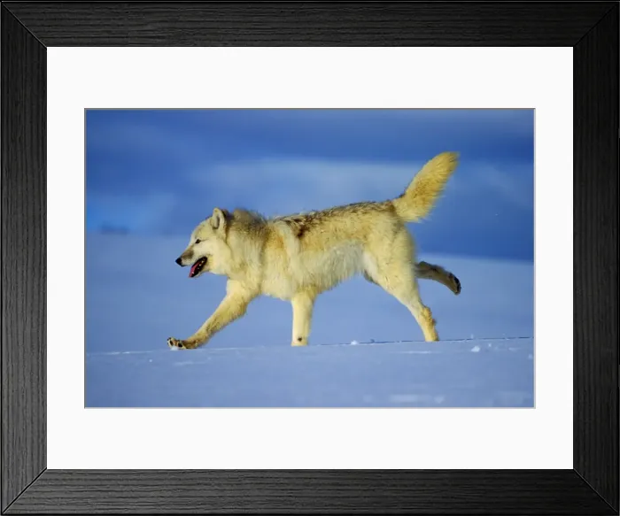 Framed Print : Arctic Wolf / Arctic Gray Wolf running in snow. MW2352 Framed Print : Arctic Wolf / Arctic Gray Wolf running in snow. MW2352