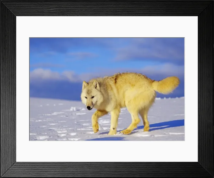 Framed Print : Arctic Wolf / Arctic Gray Wolf in snow. MW2403 Framed Print : Arctic Wolf / Arctic Gray Wolf in snow. MW2403