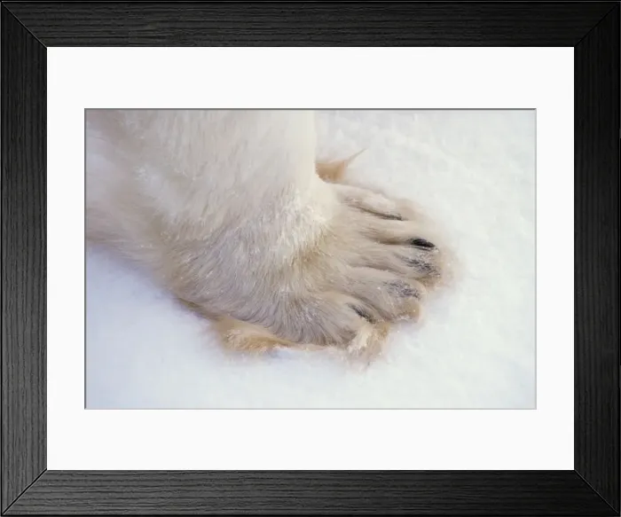 Framed Print : Polar bear - close-up of paw MA1694 Framed Print : Polar bear - close-up of paw MA1694