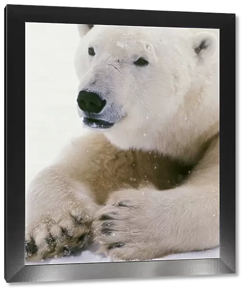 Polar bear MA1606