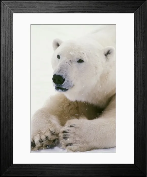 Framed Print : Polar bear MA1606 Framed Print : Polar bear MA1606