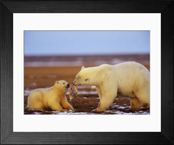 Framed Print : Polar Bears-female with cub - with chunk of whale meat along the Beaufort Sea coast, Arctic National Wildlife Refuge, Alaska. October MA2064 Framed Print : Polar Bears-female with cub - with chunk of whale meat along the Beaufort Sea coast, Arctic National Wildlife Refuge, Alaska. October MA2064