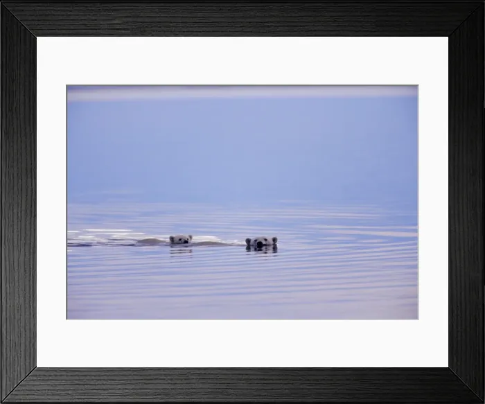 Framed Print : Polar Bears - female with cub swimming in Arctic Ocean off the north coast of Alaska along the Arctic National Wildlife Refuge. Sept. MA2095 Framed Print : Polar Bears - female with cub swimming in Arctic Ocean off the north coast of Alaska along the Arctic National Wildlife Refuge. Sept. MA2095