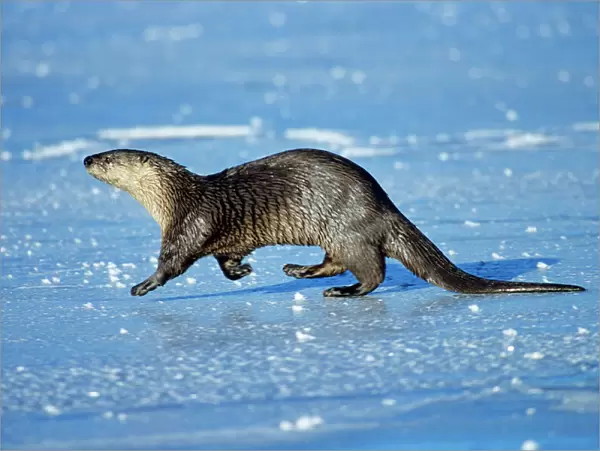 River Otter - trotting across frozen pond, winter. Western USA. MO301