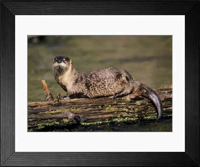 Framed Print : River Otter - resting on log in small stream, spring. Western USA. MO2132 Framed Print : River Otter - resting on log in small stream, spring. Western USA. MO2132