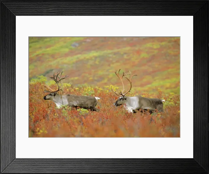 Framed Print : Reindeer  /  Caribou - bulls walking across autumn coloured tundra. The lead bull is still shedding velvet from antlers. Alaska. MJ17