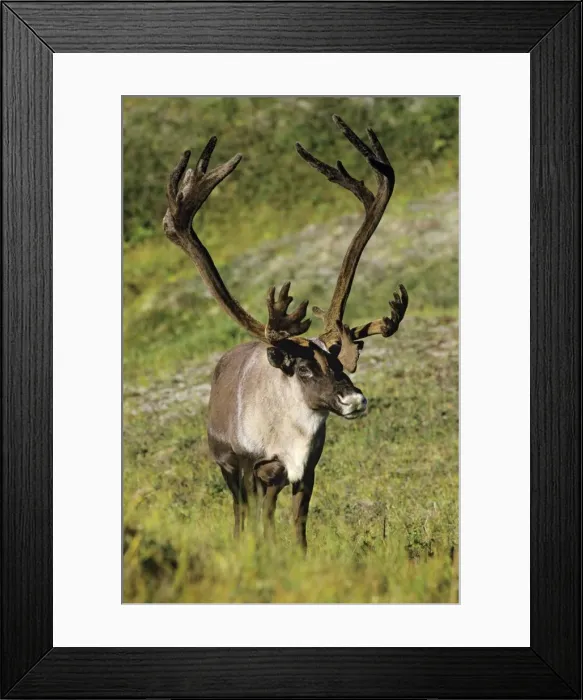 Framed Print : Reindeer / Caribou Denali National Park, Alaska. MJ68 Framed Print : Reindeer / Caribou Denali National Park, Alaska. MJ68