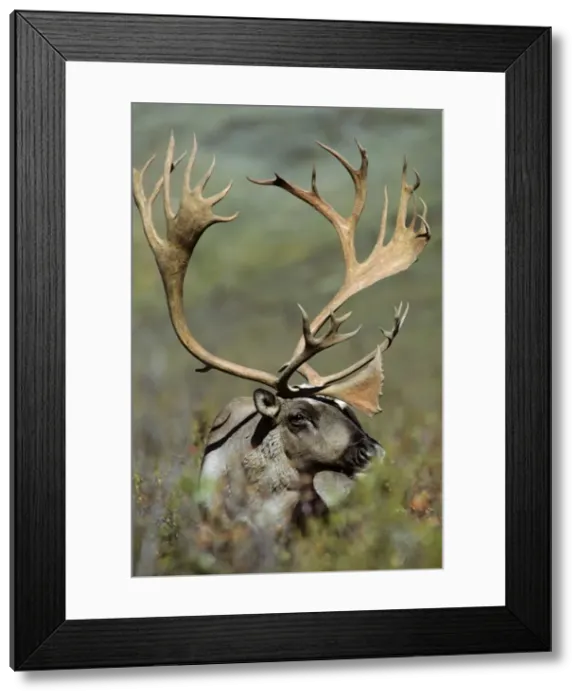 Framed Print : Reindeer / Caribou - bull. Denali National Park, Alaska. MJ45 Framed Print : Reindeer / Caribou - bull. Denali National Park, Alaska. MJ45