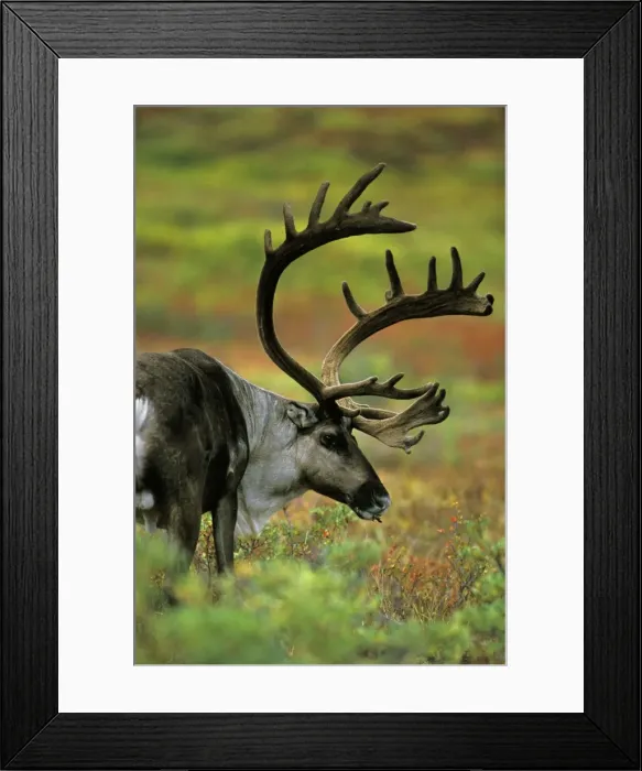 Framed Print : Reindeer / Caribou - bull, autumn. Denali National Park, Alaska. MJ30 Framed Print : Reindeer / Caribou - bull, autumn. Denali National Park, Alaska. MJ30