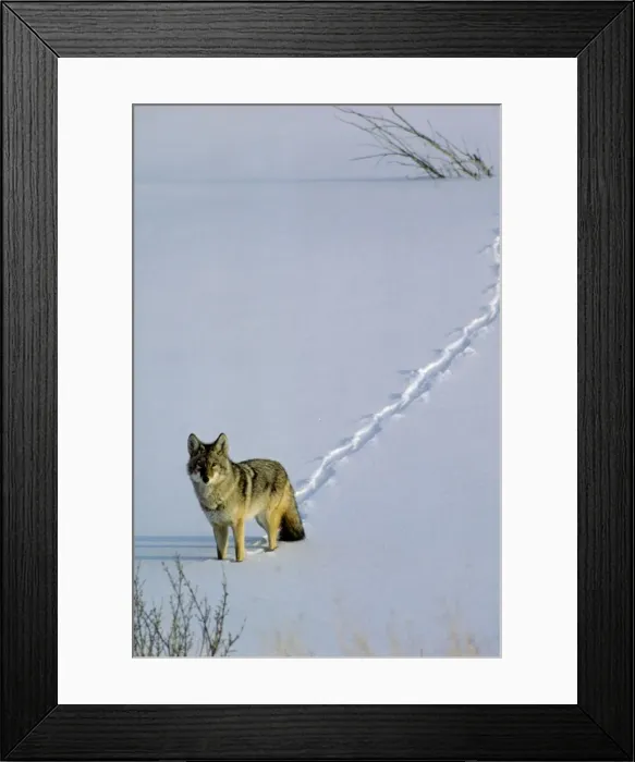 Framed Print : Coyote - walking through fresh snow, winter. Western U. S. A Framed Print : Coyote - walking through fresh snow, winter. Western U. S. A