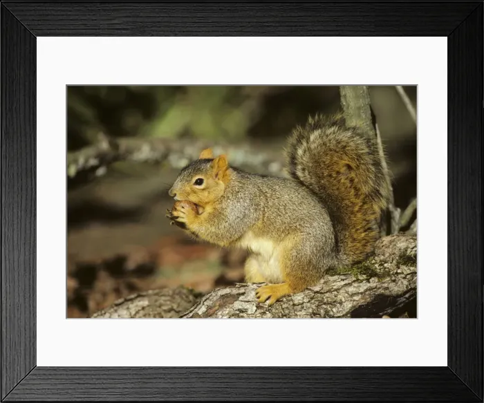 Framed Print : Fox Squirrel - chewing on oak gall, autumn Framed Print : Fox Squirrel - chewing on oak gall, autumn