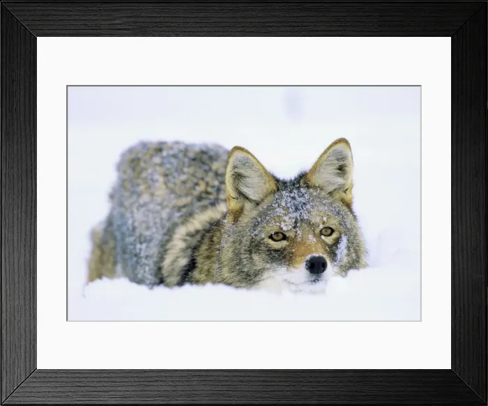 Framed Print : Coyote - in deep snow, winter. Western U. S. A Framed Print : Coyote - in deep snow, winter. Western U. S. A