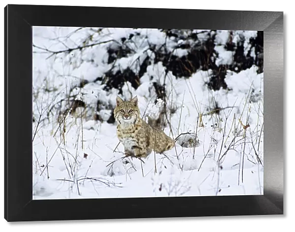 Bobcat also known as Felis rufus Northern Rockies, winter. MR1377