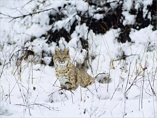 Bobcat also known as Felis rufus Northern Rockies, winter. MR1377