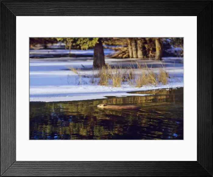 Framed Print : Beaver - swimming in partially ice covered beaver pond, early winter. MT318 Framed Print : Beaver - swimming in partially ice covered beaver pond, early winter. MT318