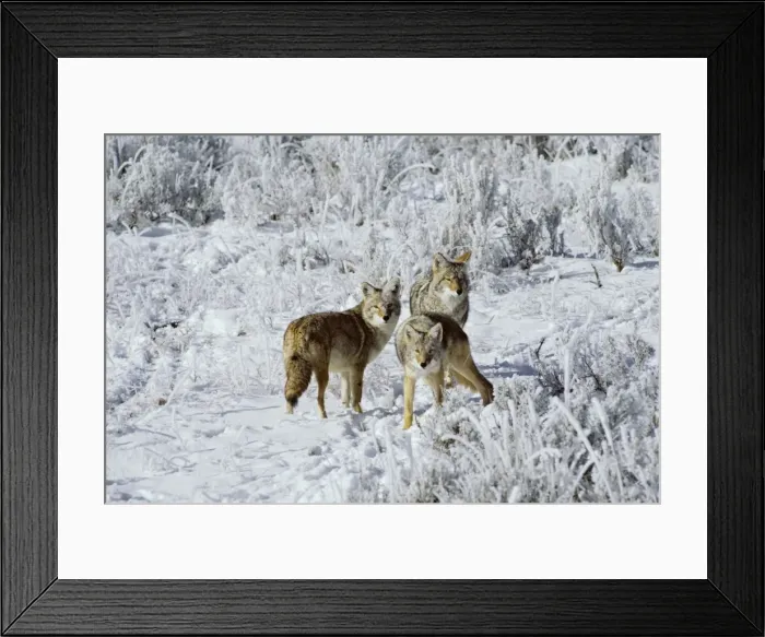 Framed Print : Coyotes - on morning after a fresh snow. Western U. S. A. MC131 Framed Print : Coyotes - on morning after a fresh snow. Western U. S. A. MC131