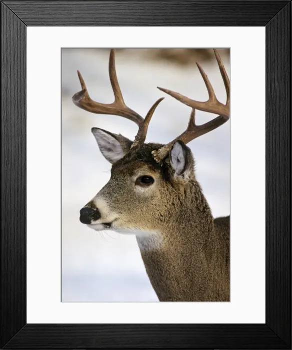 Framed Print : White-tail Deer - buck MD1034 Framed Print : White-tail Deer - buck MD1034