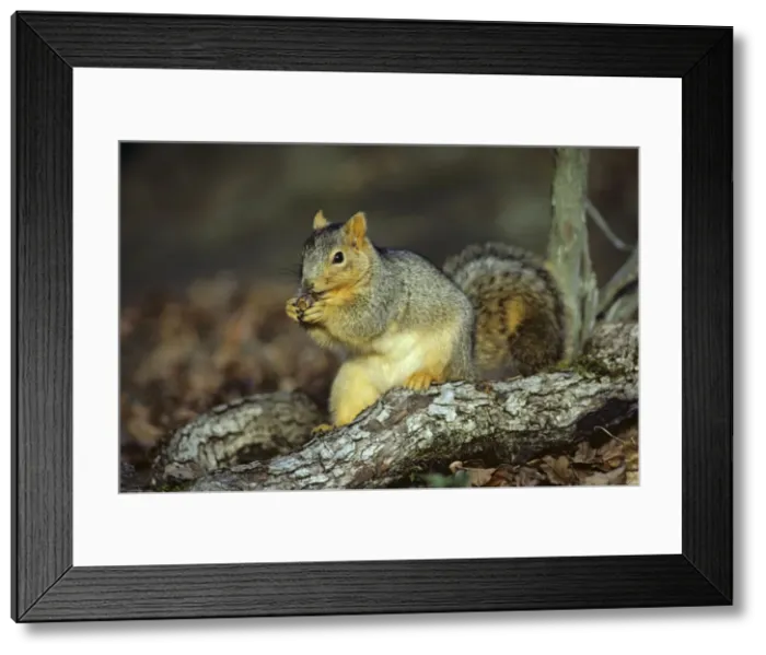 Framed Print : Fox Squirrel - feeding on acorn. MI447 Framed Print : Fox Squirrel - feeding on acorn. MI447