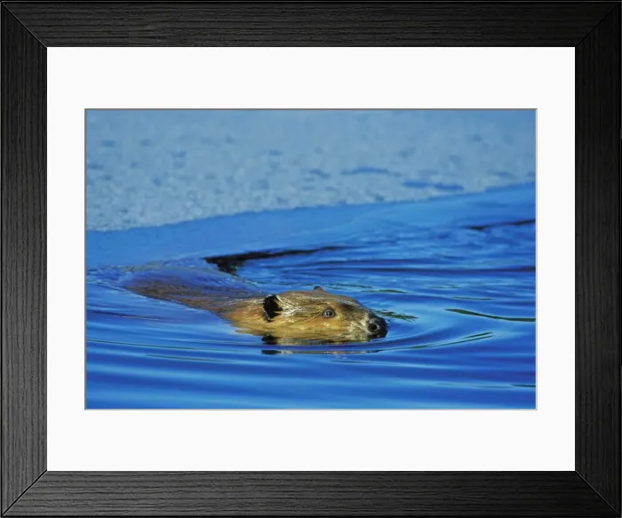 Framed Print : Beaver - swimming in partially ice covered beaver pond, has just surfaced out from under the ice. MT317 Framed Print : Beaver - swimming in partially ice covered beaver pond, has just surfaced out from under the ice. MT317
