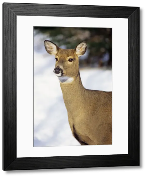 Framed Print : White-tailed Deer - doe. MD2011 Framed Print : White-tailed Deer - doe. MD2011