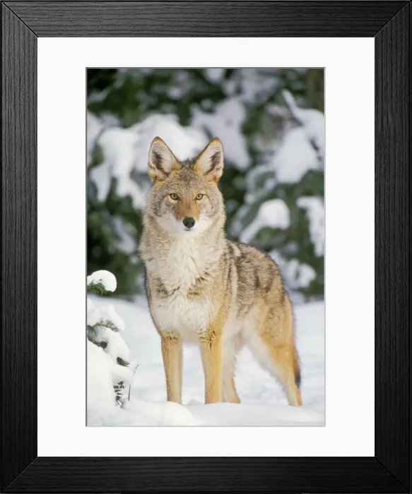 Framed Print : Coyote MC197 Framed Print : Coyote MC197