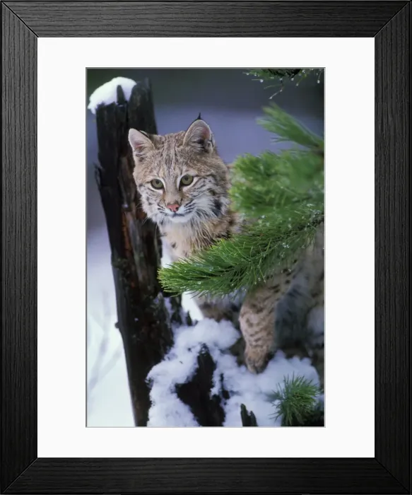 Framed Print : Bobcat also known as Felis rufus Northern Rockies. MR389 Framed Print : Bobcat also known as Felis rufus Northern Rockies. MR389