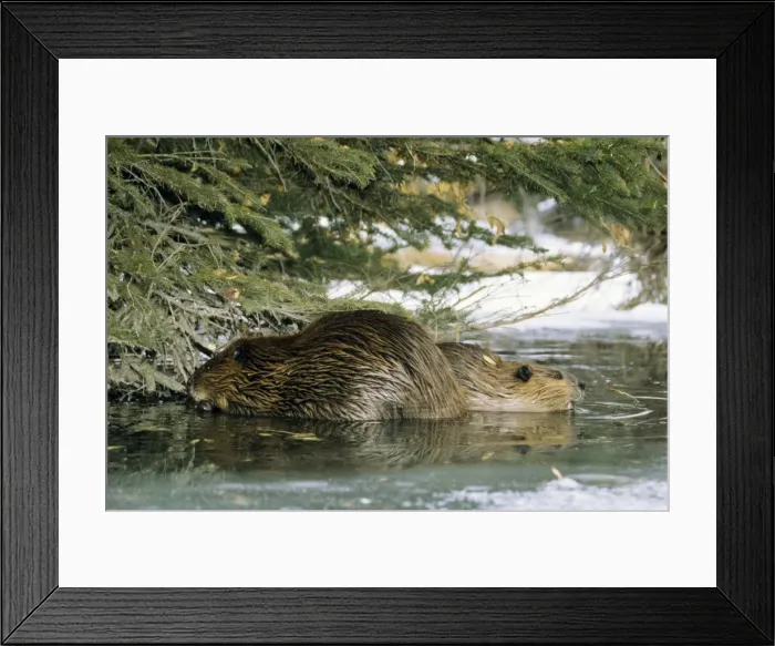 Framed Print : Beaver Adult with juvenile feeding on tree limbs in beaver pond. MT328 Framed Print : Beaver Adult with juvenile feeding on tree limbs in beaver pond. MT328