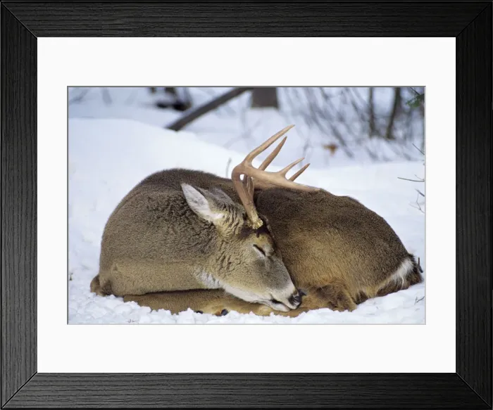 Framed Print : White-tail Deer - buck MD712 Framed Print : White-tail Deer - buck MD712