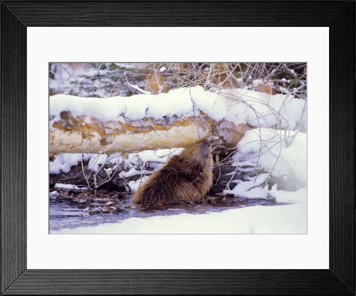 Framed Print : Beaver - eating bark off the underside tree it has cut down, winter. MT306 Framed Print : Beaver - eating bark off the underside tree it has cut down, winter. MT306