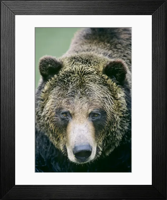 Framed Print : Grizzly bear face. MA380 Framed Print : Grizzly bear face. MA380