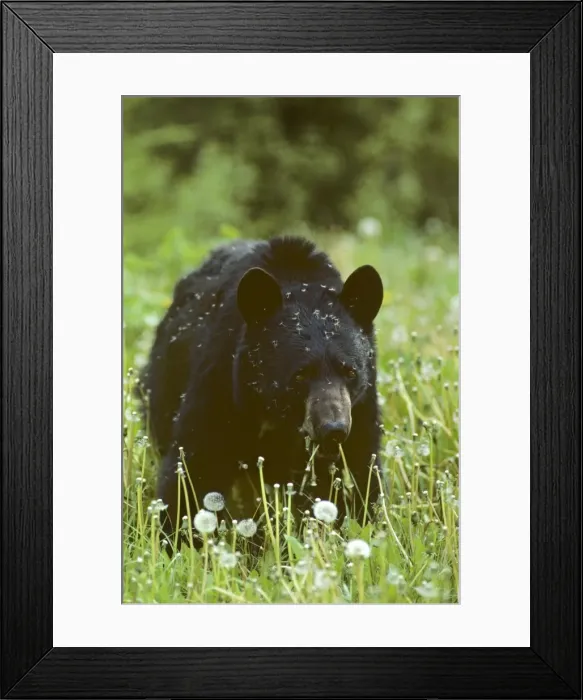 Framed Print : Black bear eating dandelions. Banff National Park, Northern Rockies. Alberta Canada. June. MA143 Framed Print : Black bear eating dandelions. Banff National Park, Northern Rockies. Alberta Canada. June. MA143