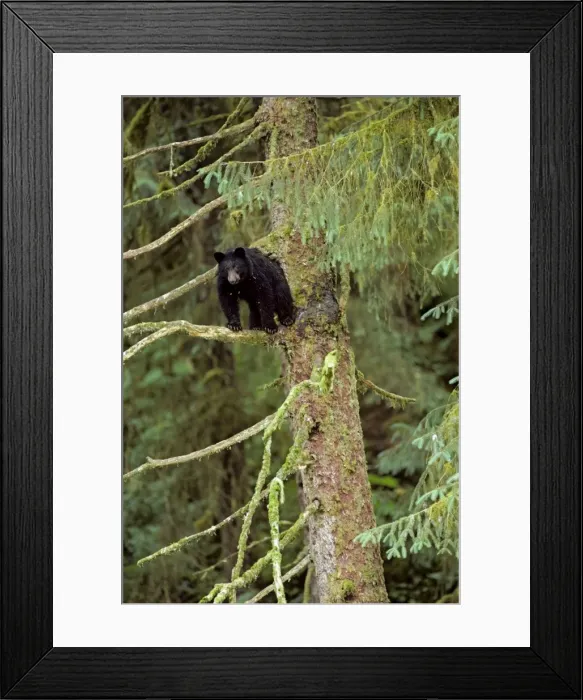 Framed Print : Black Bear - resting in sitka spruce tree. Pacific Northwest coastal area. British Columbia, Summer. Black bears frequently rest in trees as it is a relatively safe and protected location. MA200 Framed Print : Black Bear - resting in sitka spruce tree. Pacific Northwest coastal area. British Columbia, Summer. Black bears frequently rest in trees as it is a relatively safe and protected location. MA200