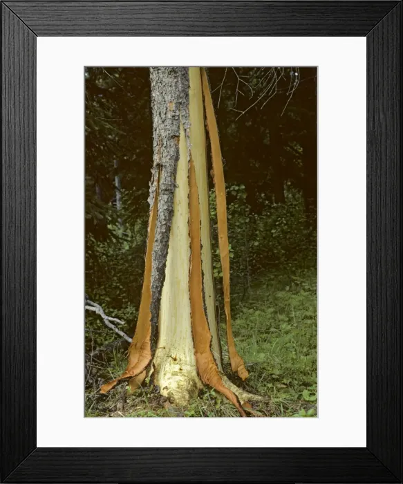 Framed Print : Black Bear damaged tree. Bears strip the bark and then eat the thin cambium layer. Pacific Northwest. British Columbia; Rocky Mountains, June. MA320 Framed Print : Black Bear damaged tree. Bears strip the bark and then eat the thin cambium layer. Pacific Northwest. British Columbia; Rocky Mountains, June. MA320