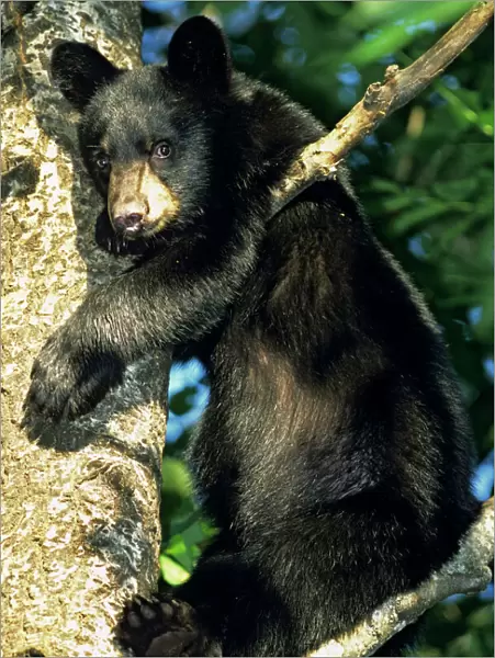 Black Bear - cub in tree. Climbing tree provides safety for cub while mother is foraging about on forest floor. Minnesota, North America MA1781