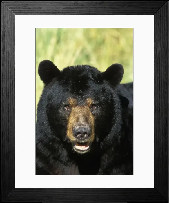Framed Print : Black Bear - Male or boar. Minnesota, USA. Summer. MA1957 Framed Print : Black Bear - Male or boar. Minnesota, USA. Summer. MA1957