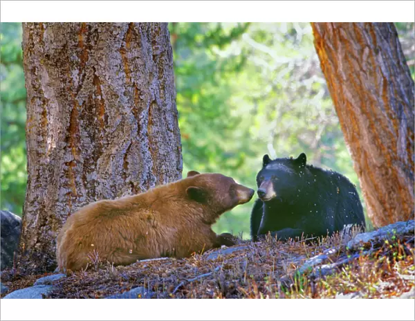 A courting pair of black bears (cinnamon or brown color phase is common among black bears). Yellowstone National Park, Montana, Western U. S. A. Spring. MA2137