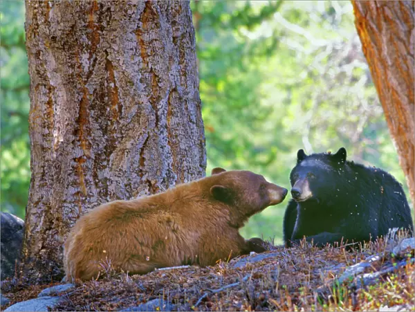A courting pair of black bears (cinnamon or brown color phase is common among black bears). Yellowstone National Park, Montana, Western U. S. A. Spring. MA2137