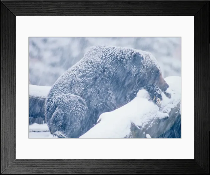 Framed Print : Grizzly bear in late fall snowstorm sleeping. North America; Western U. S. A. MA448 Framed Print : Grizzly bear in late fall snowstorm sleeping. North America; Western U. S. A. MA448