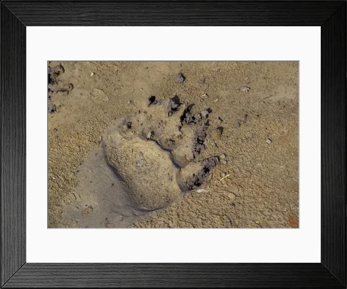 Framed Print : Grizzly Bear track in mud, Alaska. (front paw) Framed Print : Grizzly Bear track in mud, Alaska. (front paw)