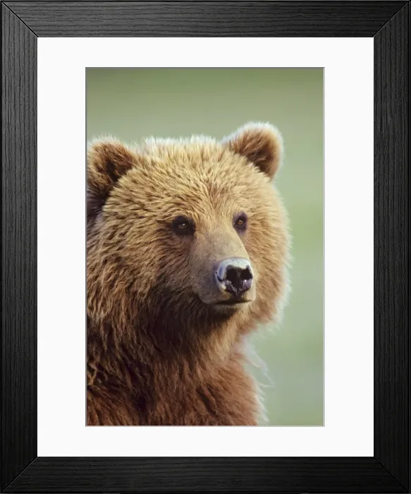 Framed Print : Coastal Grizzly Bear, Alaska. MA1278 Framed Print : Coastal Grizzly Bear, Alaska. MA1278
