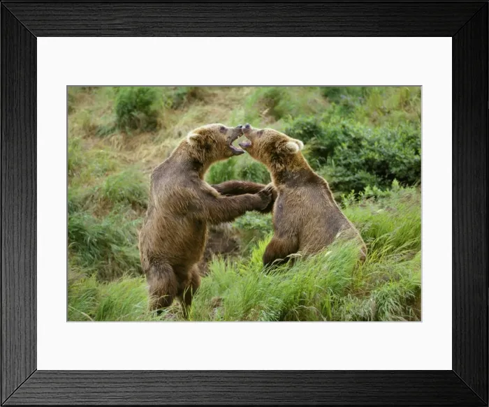 Framed Print : Coastal Grizzly Bears wrestling. Nr McNeil River, Alaska. Summer MA1305 Framed Print : Coastal Grizzly Bears wrestling. Nr McNeil River, Alaska. Summer MA1305