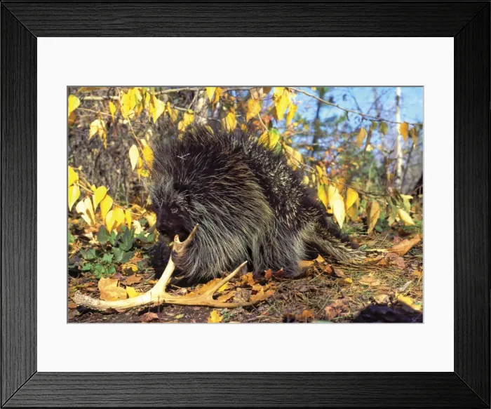 Framed Print : Porcupine - chewing on old deer antler, means of adding minerals to diet. Western USA. MP134 Framed Print : Porcupine - chewing on old deer antler, means of adding minerals to diet. Western USA. MP134